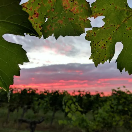Farm stay Les Vignes Durand *